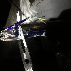 タチウオは好調